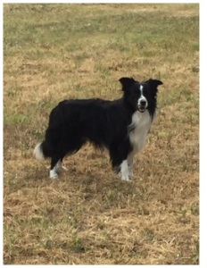 CHICO